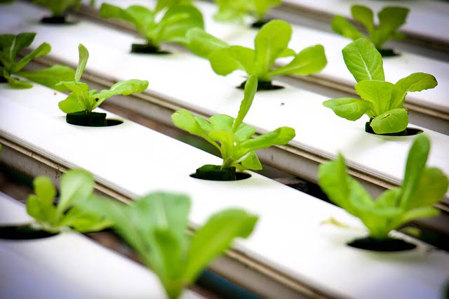 Hydroponic farming business Ideas
