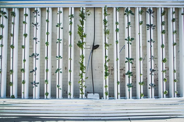 Vertical Farming Hydroponic farming business Ideas